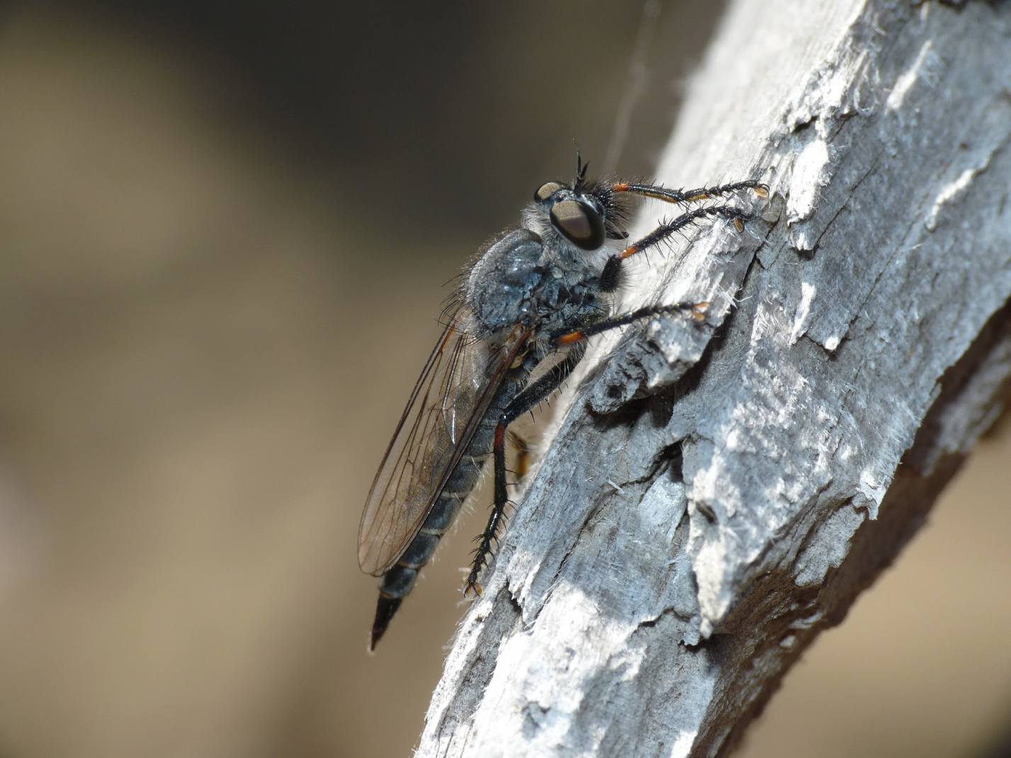 Asilidae